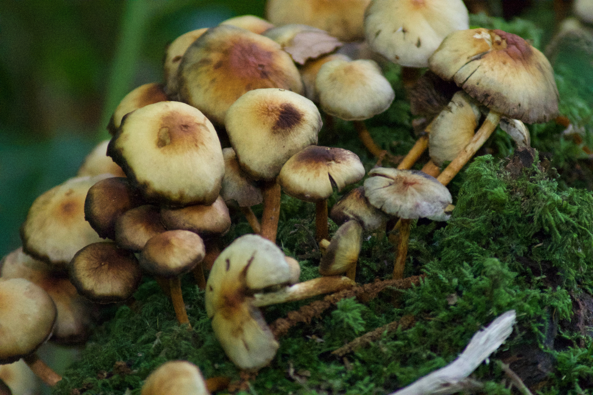 Fungi Gallery
