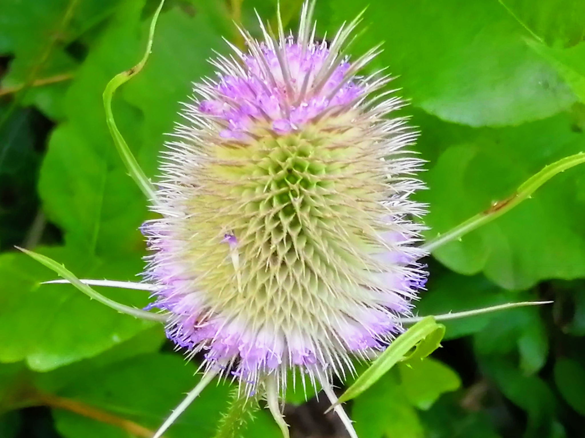 Wild Flowers Gallery